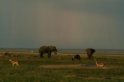 Photo La Réserve d'Amboseli - voyage Nairobi