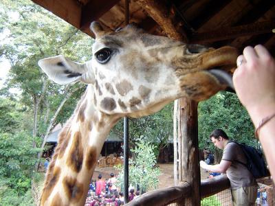 Photo Le Giraffe Centre - voyage Nairobi