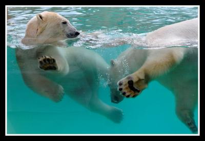 Photo Marineland - voyage Antibes
