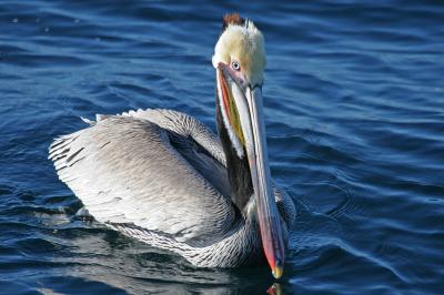 Photo Parc des Oiseaux - voyage Villars-les-Dombes
