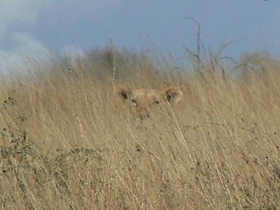 Photo Parc National de Tsavo - voyage Nairobi