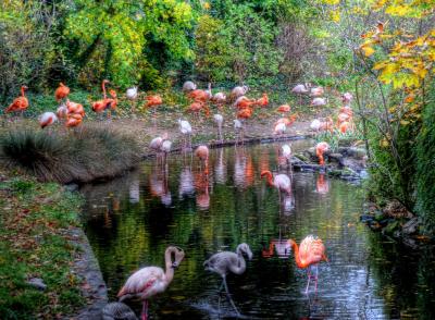 Photo Parc Zoologique - voyage Paris