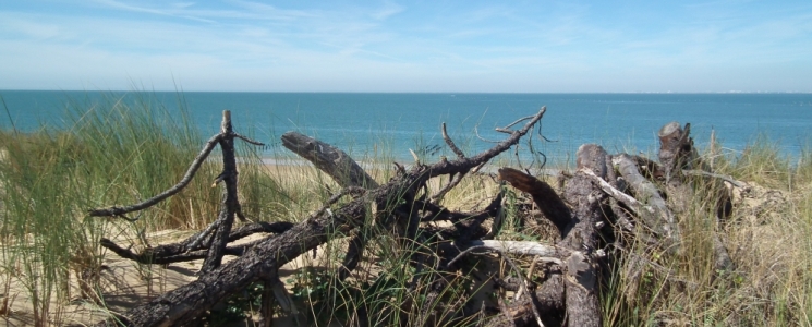 Photo La Plage des Saumonards  - voyage Saint-Georges-d'Oléron
