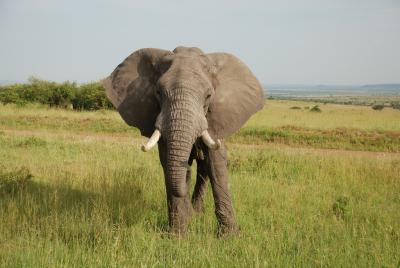 Photo La réserve de Masaï Mara - voyage Nairobi