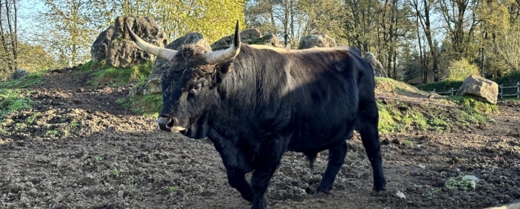 Photo Le Parc du Thot - voyage Thonac
