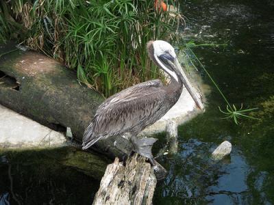 Photo Jacksonville Zoo and Gardens - voyage Jacksonville